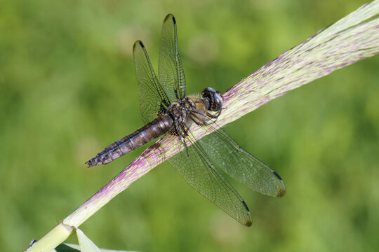 scarce chaser dragonfly, aged female, Libellula fulva