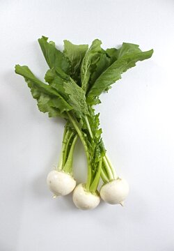 産地直送の新鮮な葉付きカブ