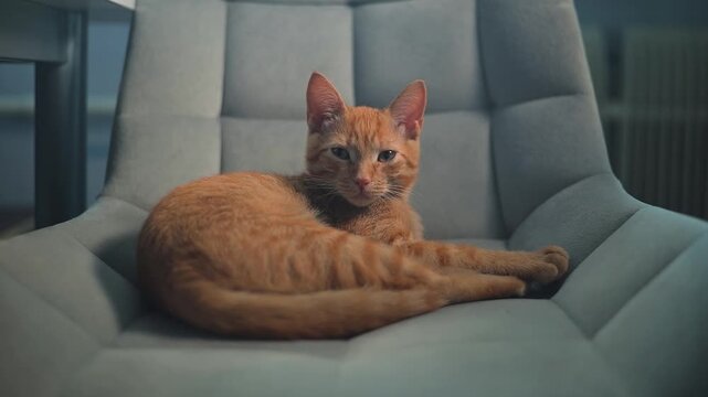 An orange cat is lying on a soft chair in a cozy indoor space. It looks around curiously while relaxing, capturing a moment of calm