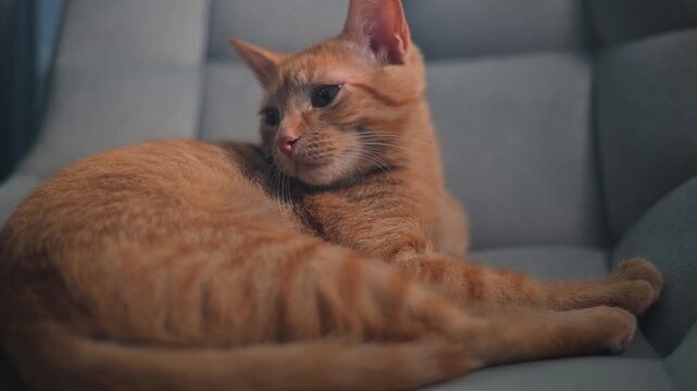 An orange cat lays comfortably on a couch and looks curiously at the camera. This indoor setting features soft lighting and a relaxed atmosphere