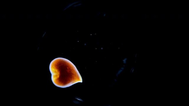 worm under the microscope, Platyhelminthes phylum. The species is not defined.