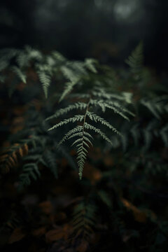 Close up of wild fern in a dark forest &mdash; part of a folk horror and dark poetry series