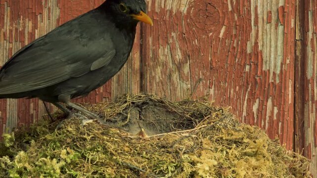 A male blackbird waits on the left rim of the nest while a small nestling barely visible inside makes slight head movements. The adult jumps across the nest and immediately flies away.