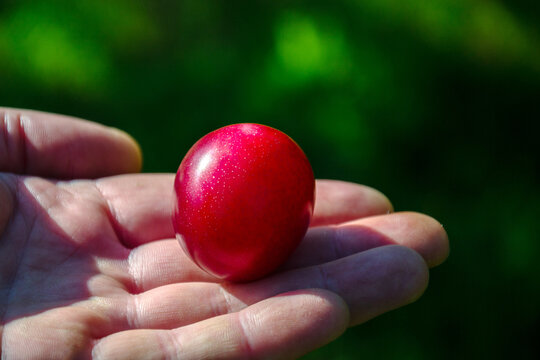 Farmer carefully holds one ripe red plum in his open palm on blurred green background