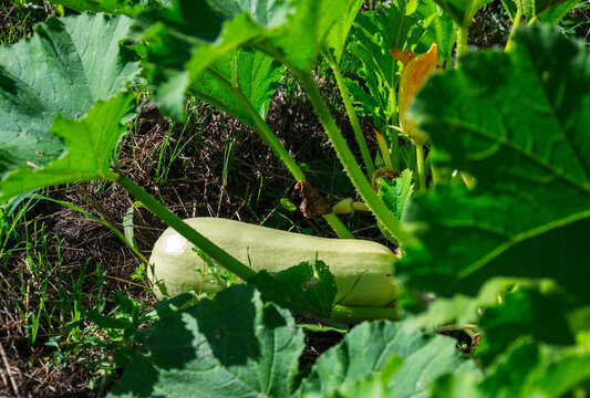 Pale green zucchini squash growing on the vine surrounded by lush foliage