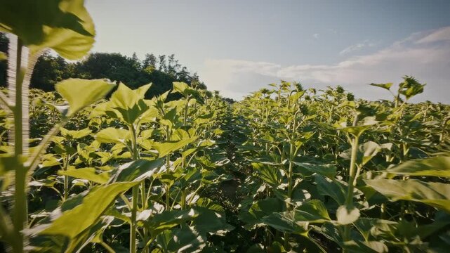 The camera moves smoothly between rows of tall green sunflower stalks. Vibrant greenery creates a dense background. Conceptual imagery of agribusiness and professional oilseed cultivation