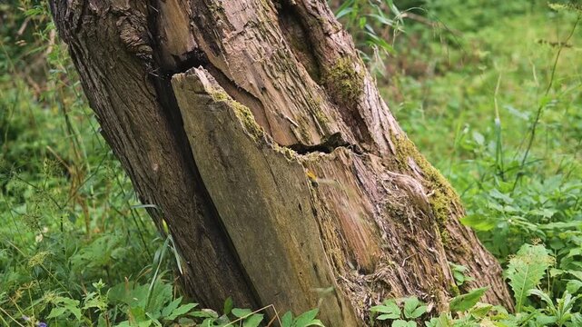 A tree trunk stands in a forest surrounded by greenery. The trunk shows visible cracks and patches of moss, highlighting the natural decay process