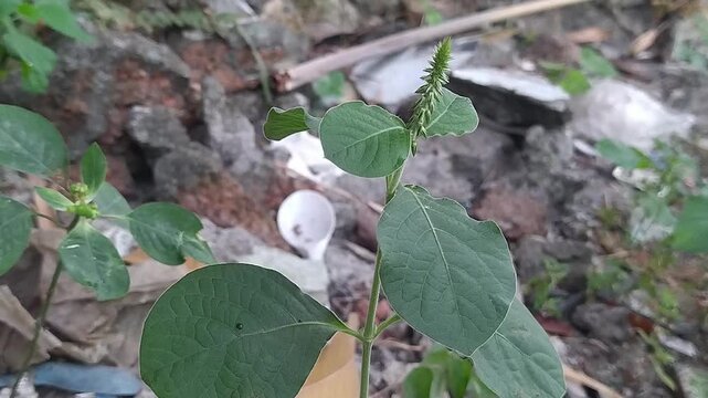 Tampilan Dekat Tanaman Hijau Liar dengan Bunga Spike di Habitat Alami 4K