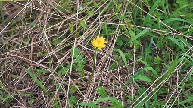 A bright yellow flower stands out in tall grass on a sunny day. The flower grows in a natural field surrounded by green foliage and dry grass