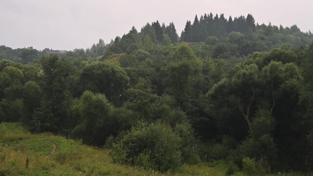 A lush forest landscape features dense trees and varying green plants under a cloudy sky