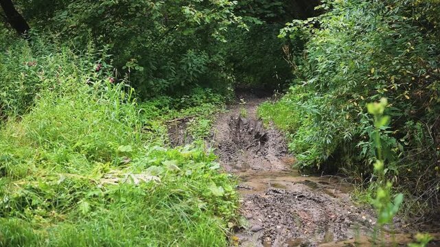 A stream flows steadily through a lush green area with thick vegetation. The muddy banks and diverse plant life create a vibrant setting for nature observation