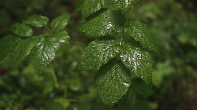 Water droplets gather on green leaves in a lush forest area. The visual highlights the interaction between water and plant life in a natural environment