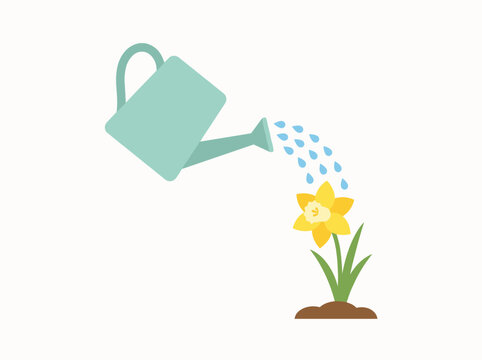 Green watering can pouring blue water drops onto blooming yellow daffodil flower growing in soil vector illustration isolated on white background