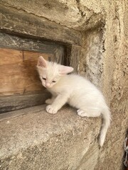 Cat Sitting on a Window Ledge  © anouar