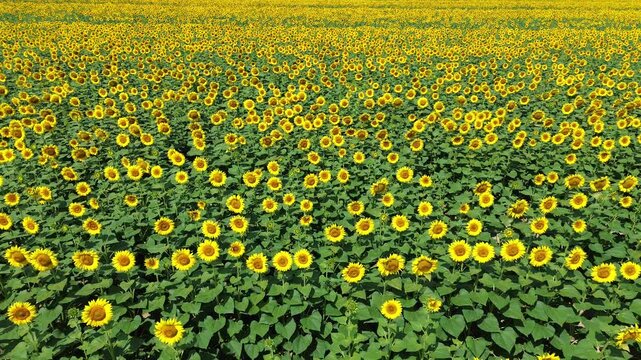 Aerial view of yellow sunflower field in summer rolling left