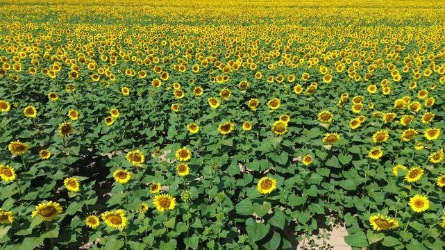 Aerial view with a flyover of yellow sunflower field in summer 