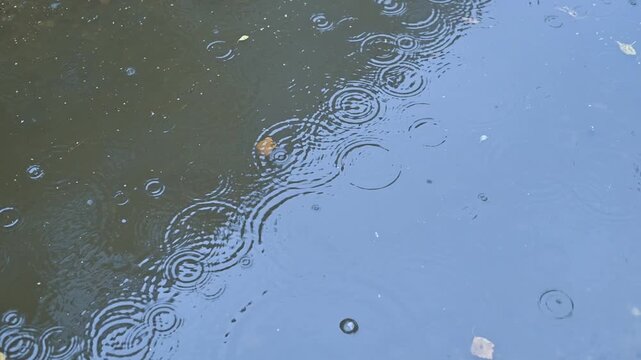 Rain drops hit a calm body of water, causing ripples to form. Leaves float on the surface as the scene captures the essence of nature in motion