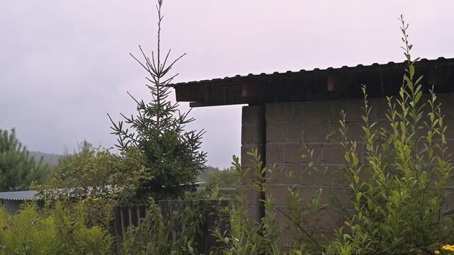 A tree stands next to a small building in a garden filled with green plants. The weather appears cloudy and the location seems rural with no visible people present