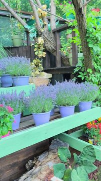 Potted purple lavender flowers displayed on wooden shelves alongside monstera leaves and colorful plants in a lush garden setting.