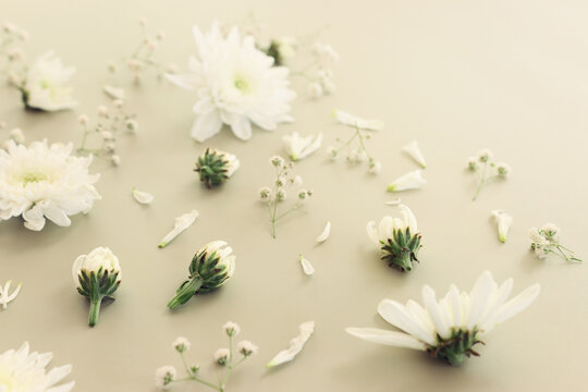 Top view image of white flowers on pastel background