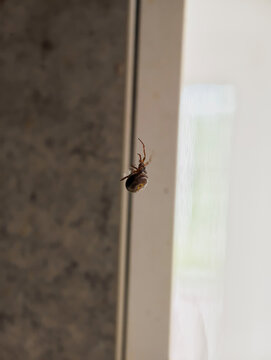 spider, belongs to the genus Steatoda