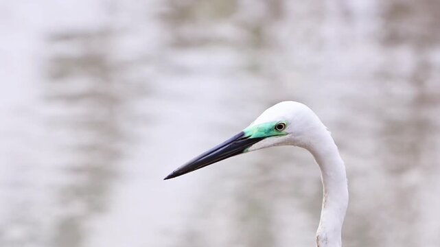 Extreme close up profile of a wild white egret head with a long dark beak and striking green lores against a clean blurred pale water background with copy space.