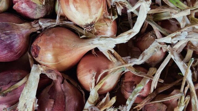 Organic Fresh Red Shallot Onions Stacked Close Up View
