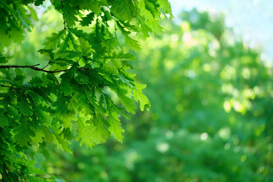 Fresh green oak leaves on tree branches outdoor, abstract natural background. forest landscape with bright oak foliage, nature image. summer season. element for design. copy space