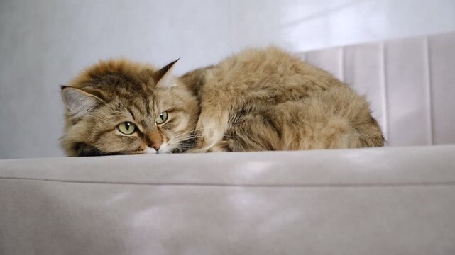 Portrait of well-fed cat, lounging. Soft morning light, enjoying sun beam, afternoon sleep improves mood.  Relaxing and ready to nap. Calmness, tranquil ambiance