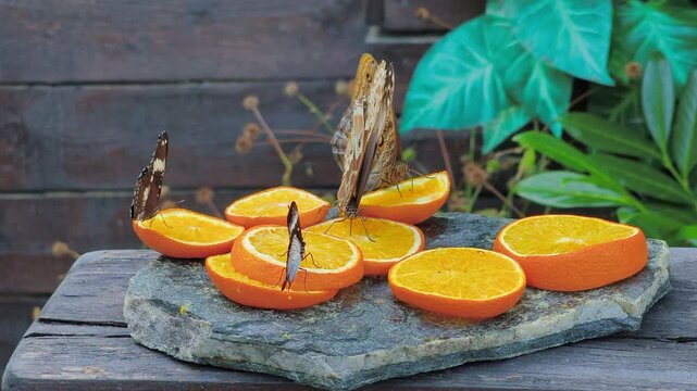 Exotic butterflies feeding on juicy orange slices placed on a stone slab outdoors. Great for nature, wildlife, and tropical insect concepts.