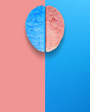 Left and Right Brain Concept. Anatomy of Right and Left Lobes of Human Brain.