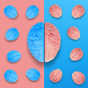 Left and Right Brain Concept. Anatomy of Right and Left Lobes of Human Brain.