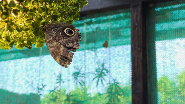 An owl butterfly with distinctive eyespots hanging upside down under small yellow leaves against a blue mesh background. Ideal for wildlife.