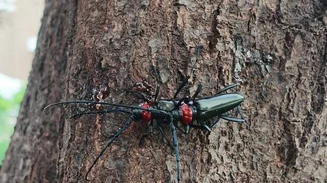 Two Red-necked Longhorn Beetles on Bark,They are mating, romance in the insect world