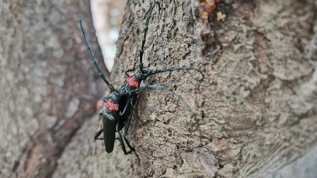 Two Red-necked Longhorn Beetles on Bark,They are mating, romance in the insect world