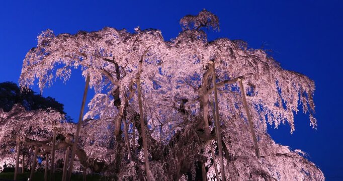 滝桜のライトアップ