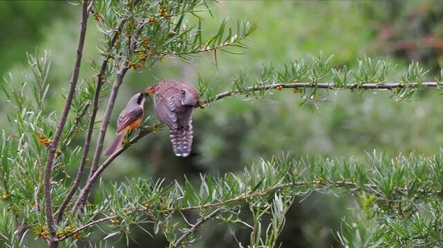 Rare wildlife behavior of a small host bird feeding a much larger cuckoo fledgling perched on a green sea buckthorn branch with orange berries.