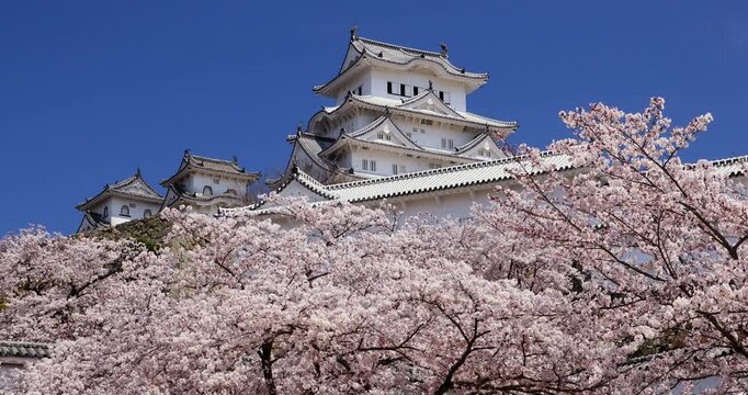 姫路城と桜