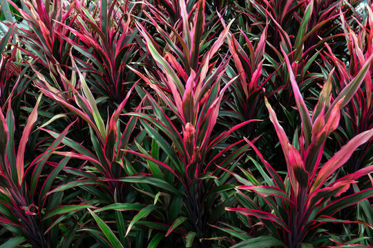 Vibrant red Hawaiian ti plant leaves in the garden