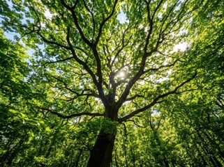 Fototapeta premium Lush green tree canopy with sunlight filtering through leaves.