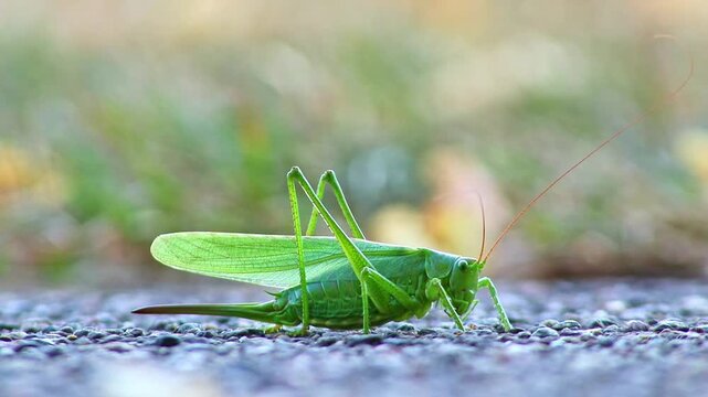 Big green grasshopper or large green hay horse laying eggs with abdominal sting into ground for reproduction of pest insects repellant or edible insects as sustainable food proteins.Flying grasshopper