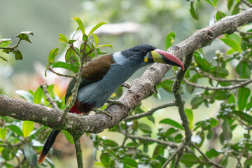 Fototapeta premium beautiful colored plate-billed mountain toucan (Andigena laminirostris) sitting n the branch very near in the cloud forest