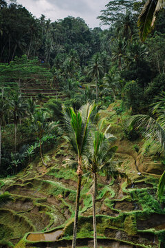 Lush green Tegalalang rice terraces bathed in morning sunlight, Ubud, Bali, Indonesia