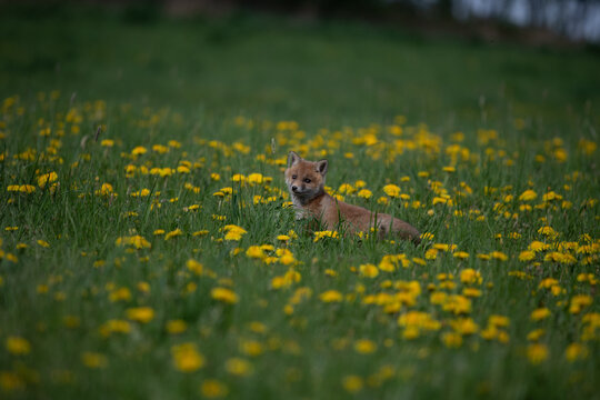 Young red fox kit sitting in a field of wild yellow dandelions and lush green grass with wildlife