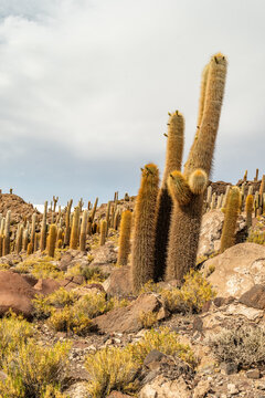 Salar de Uyuni salt plains with large cactuses of island Incahuasi at sunrise time, Andean Altiplano, Bolivia, South America.