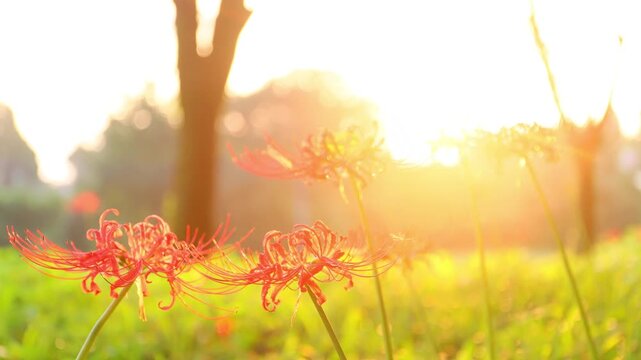 彼岸花群（大分県竹田市七ツ森古墳群）