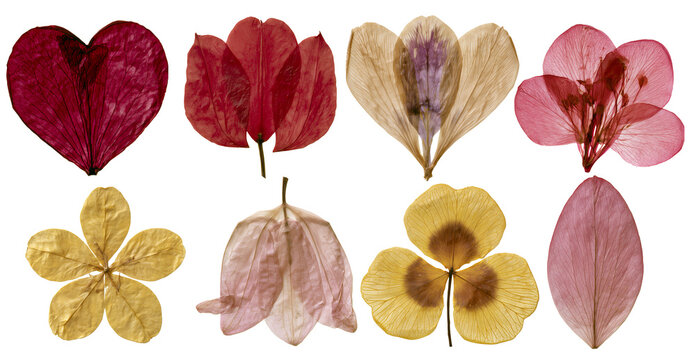 Pressed Dried Flowers PNG Collection Isolated on Transparent Background for Scrapbooking, Collage, Stickers and Botanical Design