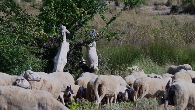 Two white goats stand on their hind legs to stretch and eat leaves from a tree, while a large flock of sheep grazes and passes by in a rural pasture.
