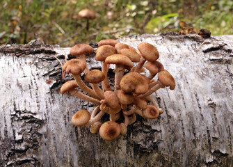 Honey mushrooms on birch © ElenKa
