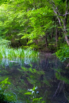 A tranquil forest pond reflecting a landscape unchanged since ancient times
